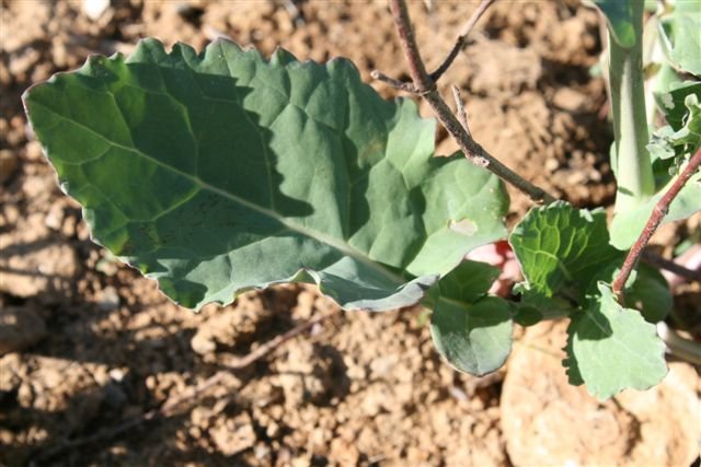 Brassica napus oleifera - Baou de la Saoupe